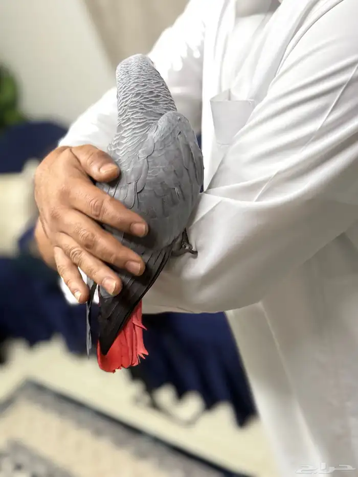 كاسكو أفريقي جامبو أليف وبحر كلام تبارك الرحمن 11