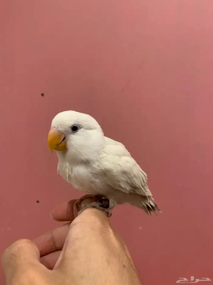 فروخ روز هدد 7