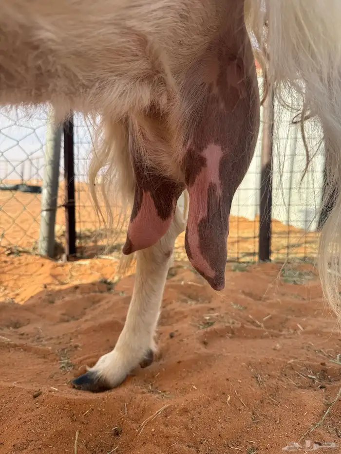 عنز مطوره حاصب 3