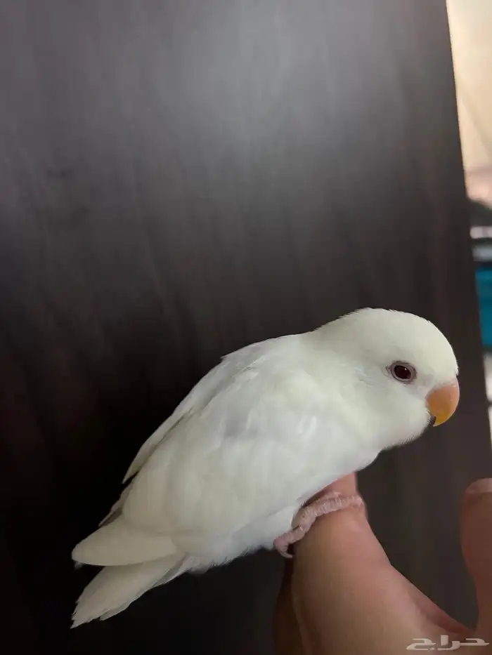 ببغاء روز اليف جدا مناسب للاطفال شرط صحه و نظافه 5