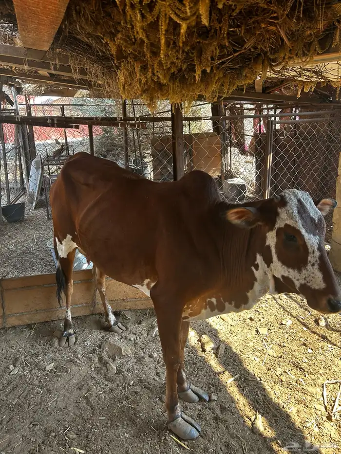 بقرة للبيع 0
