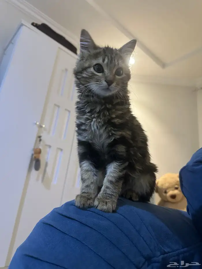 قطة أنثى خجوله ولعوبه 2