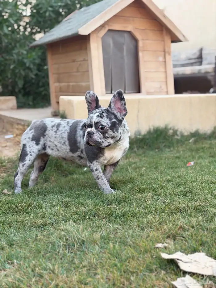 انثى فرنش بولدق ميرلي 4