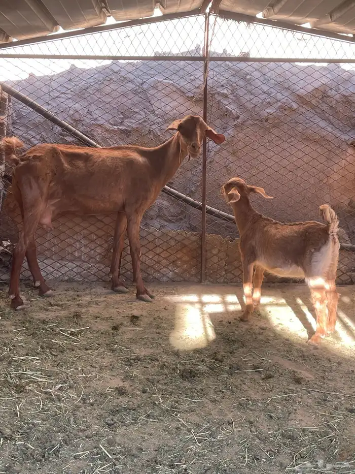 عنز عليها عناق 0