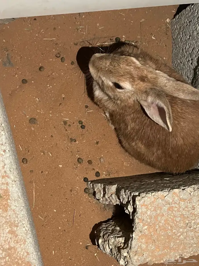 ارانب بلدي 6 8