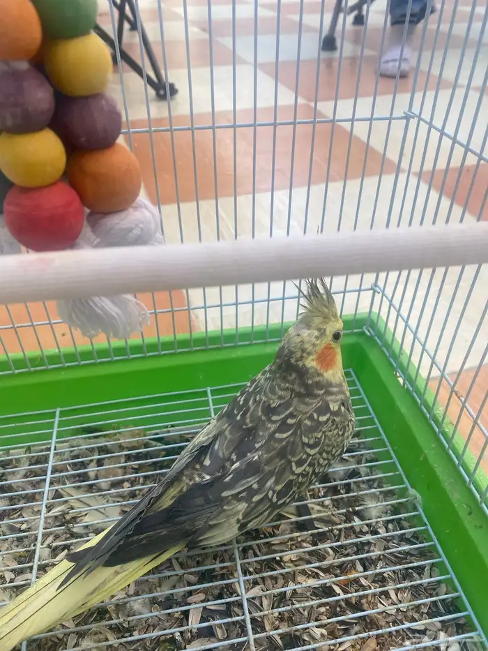 طير كروان اليف ولعوب 0