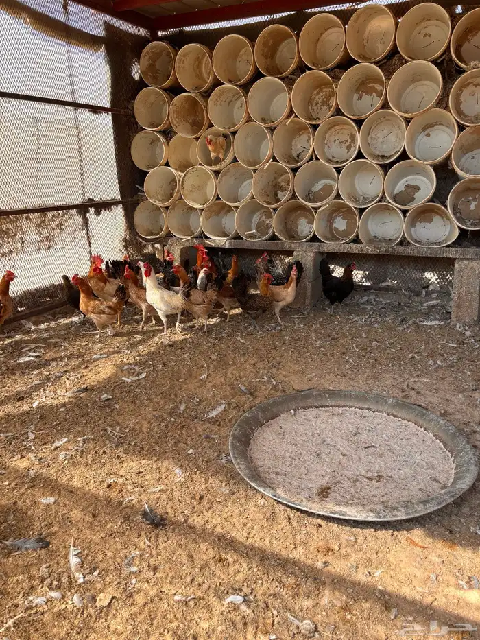 دجاج و بيض مخصب 9