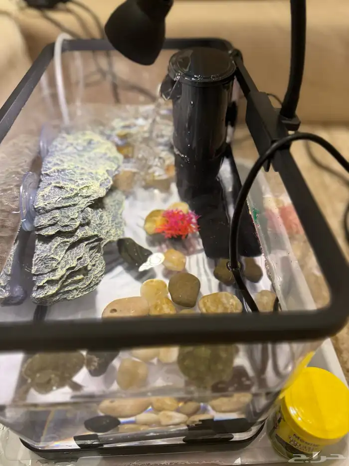 سلاحف برمائية للبيع 1