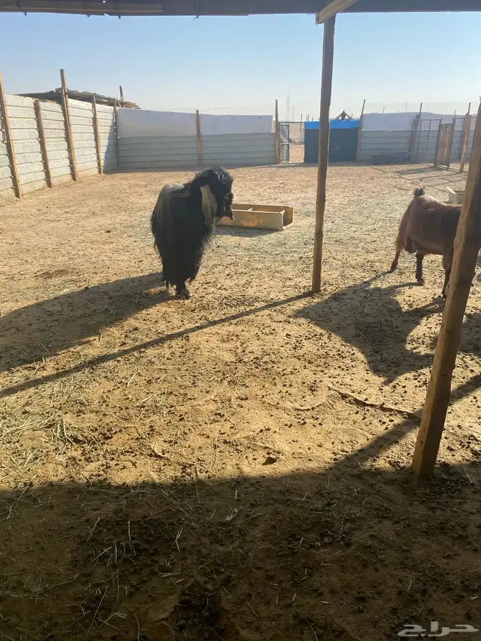 معزي دفيع حصيب العدد 11 بلفحل مشاريك 4