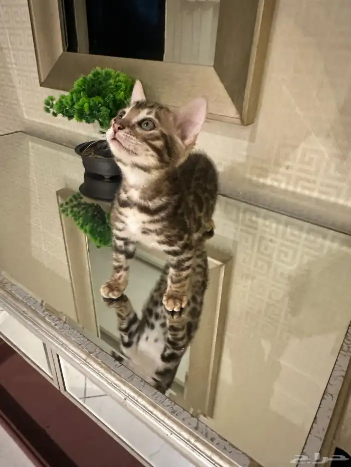 قطط بنغال للبيع 10
