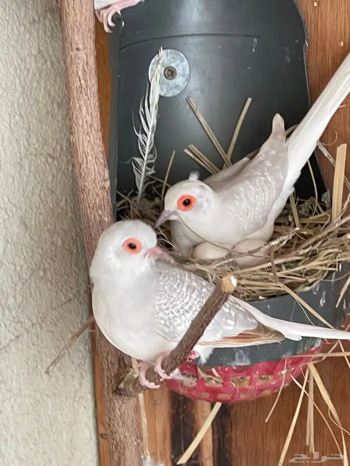 حمام يمام ماسي ملكي 18