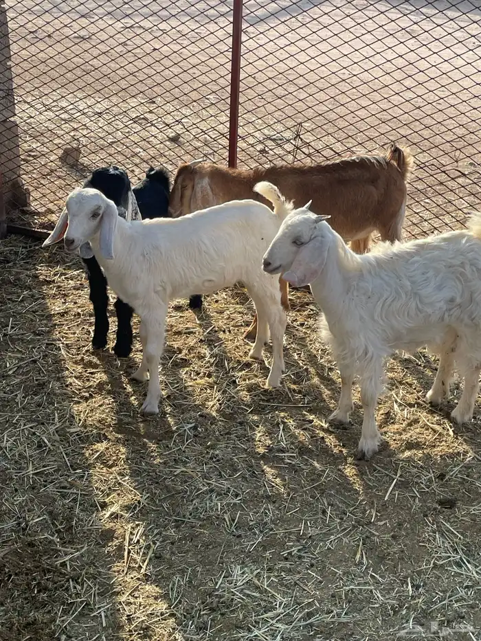 جفرات وتيوس 18