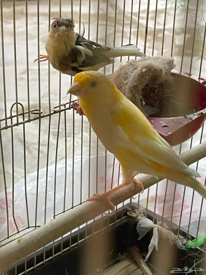 كناري سوري 0