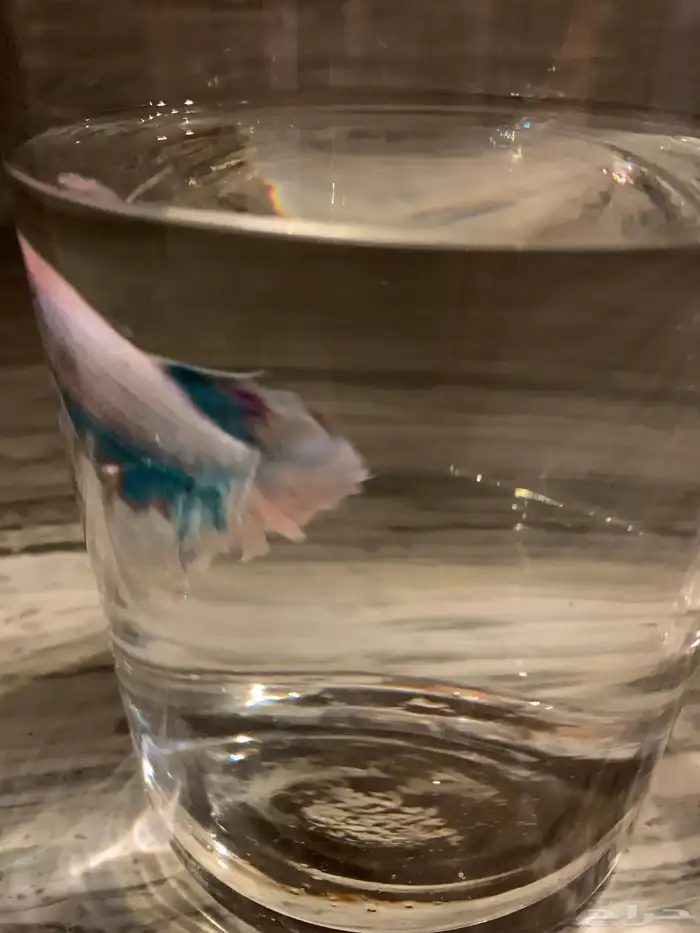 سمك زينه للبيع 11