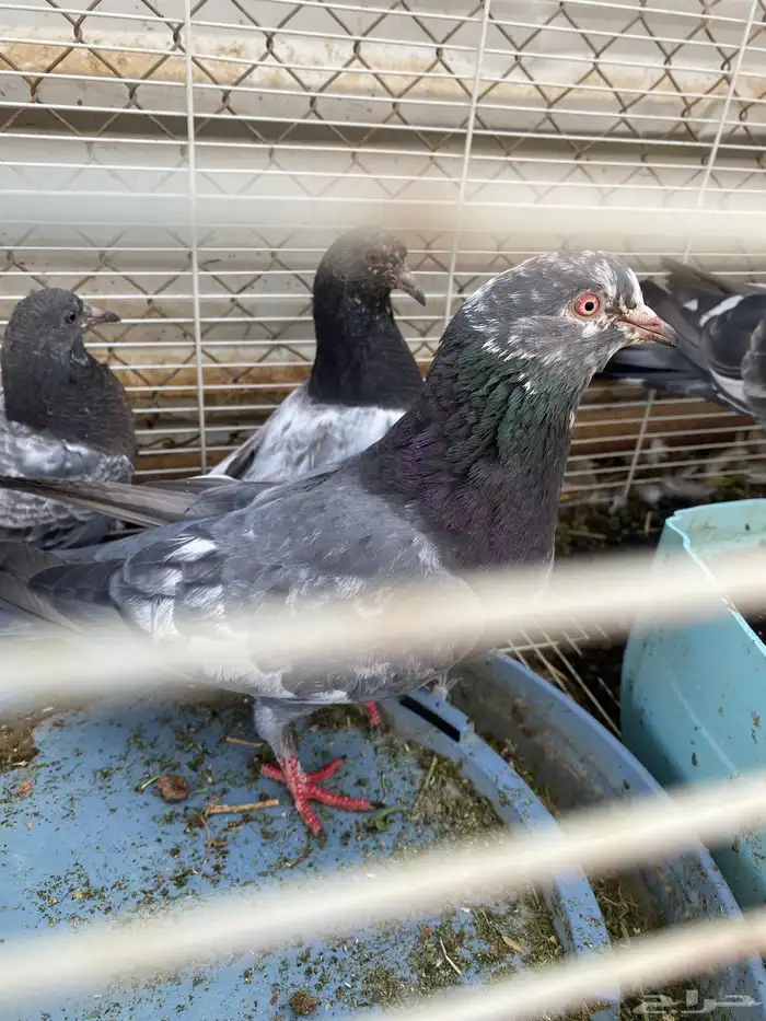 حمام باكستاني 2