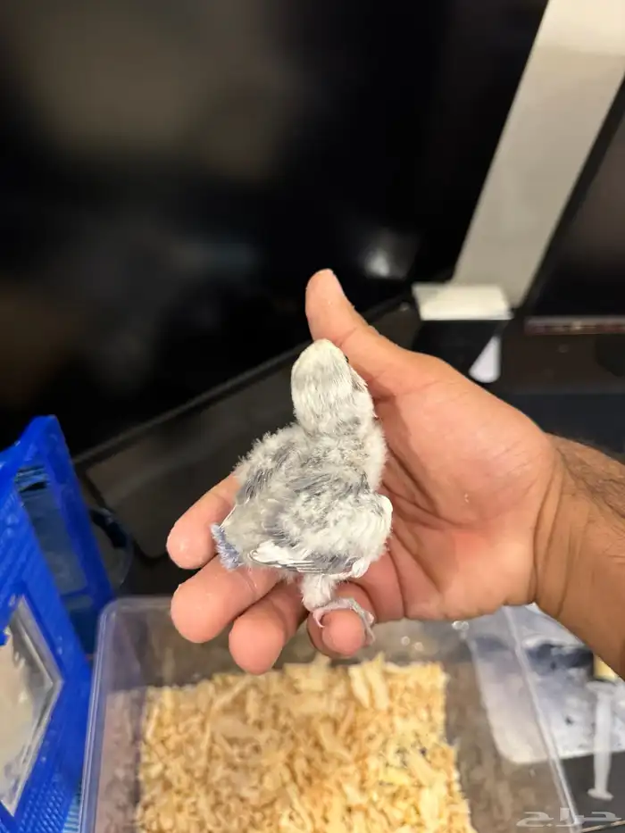 فرخ روز تصنيف بطل 1