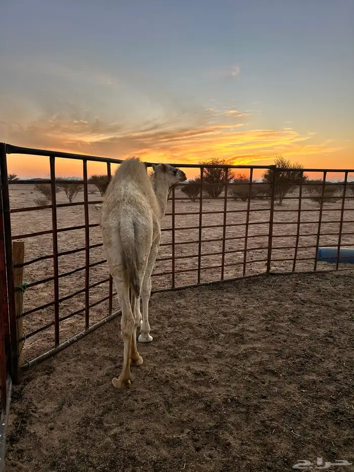 بكره عمرها 7 شهور على حليب 2