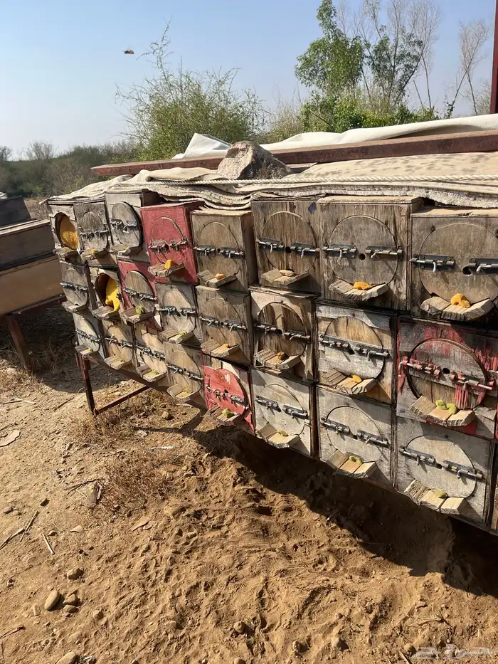 جبوح محايلي فاضي للبيع 9