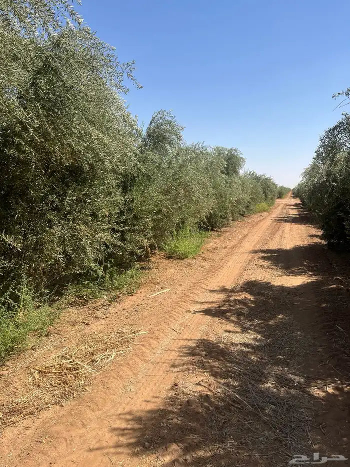 اشجار زيتون مثمر 14