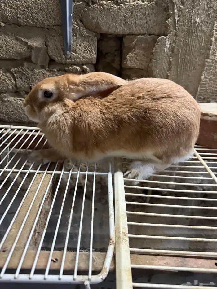 انثى ارنب 0