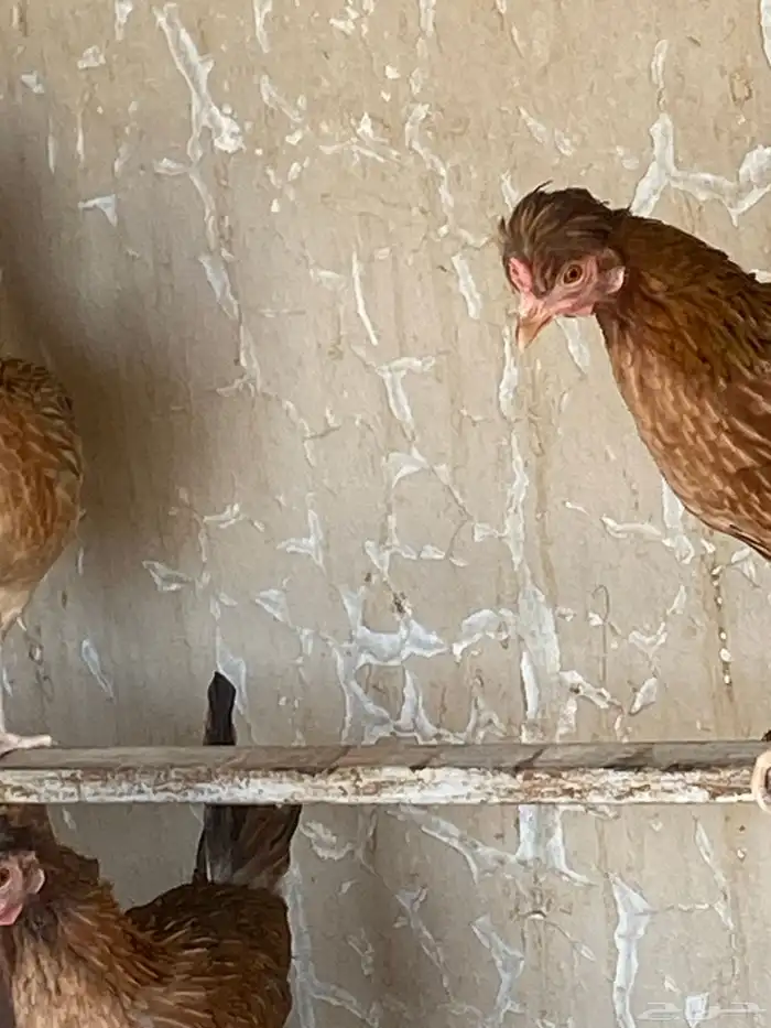 دجاج ترثه فاخره من حلال ابوفهد القحطاني وابوسا ر ه المزا 2