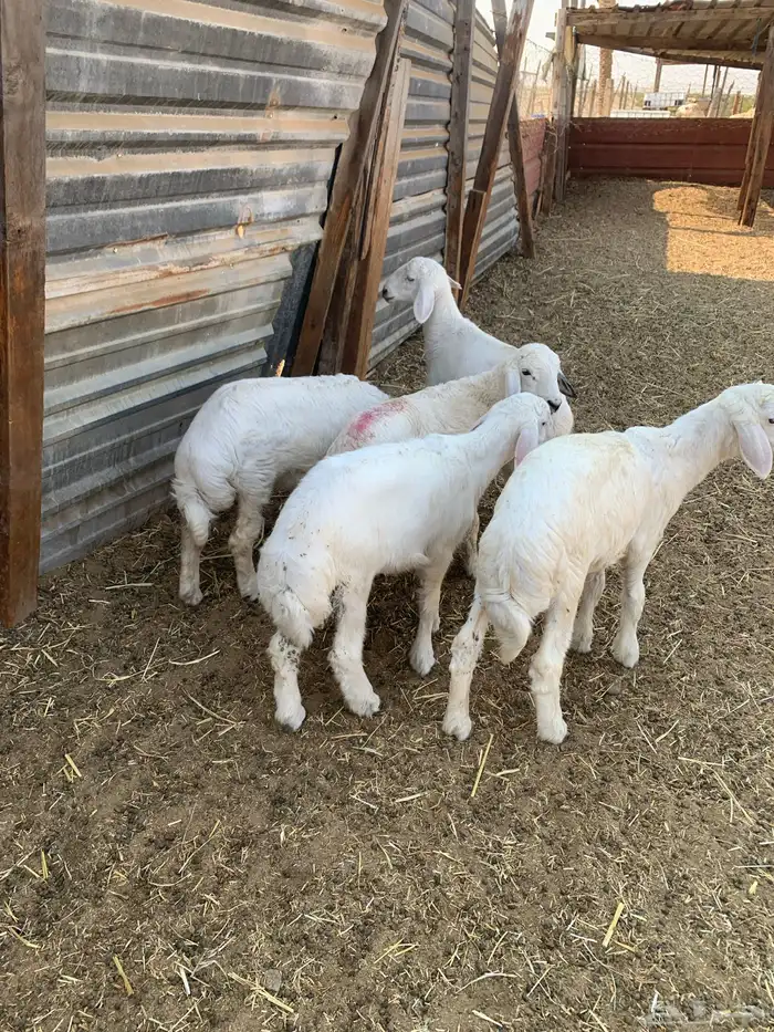 لباني حري فل الفل طيب 0