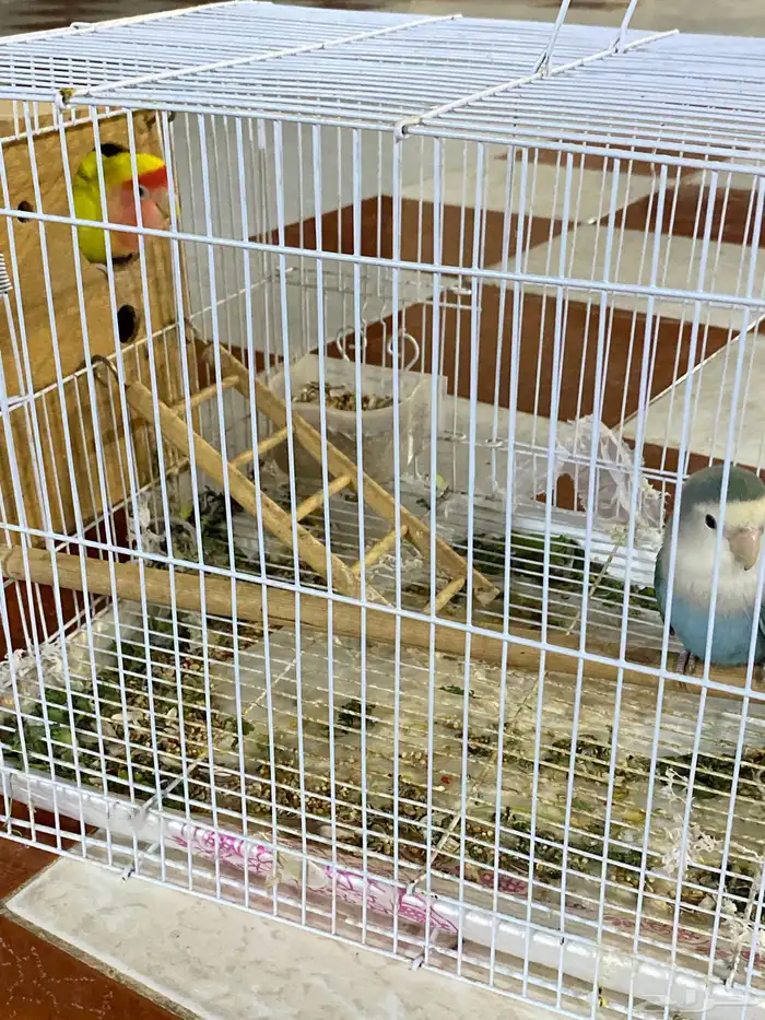 لطيور بأجل للبيع 0