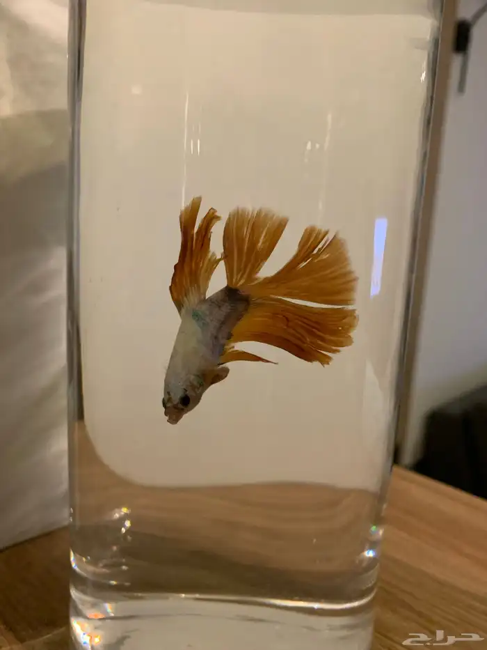 سمك زينه للبيع 0