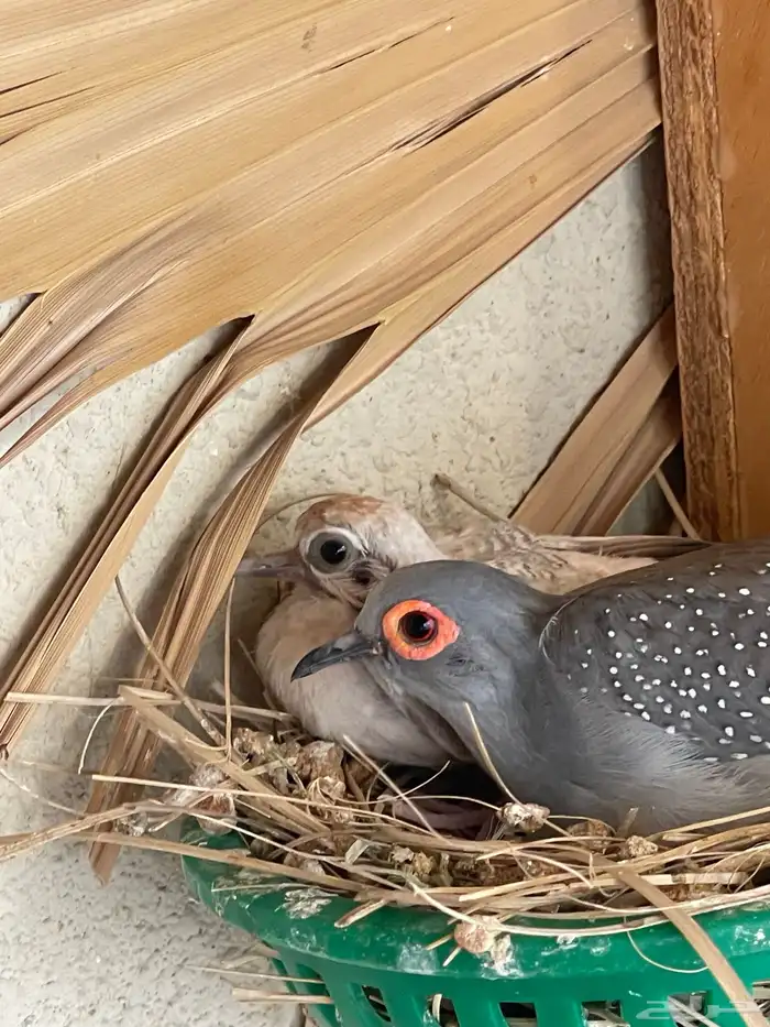 حمام يمام ماسي ملكي 44