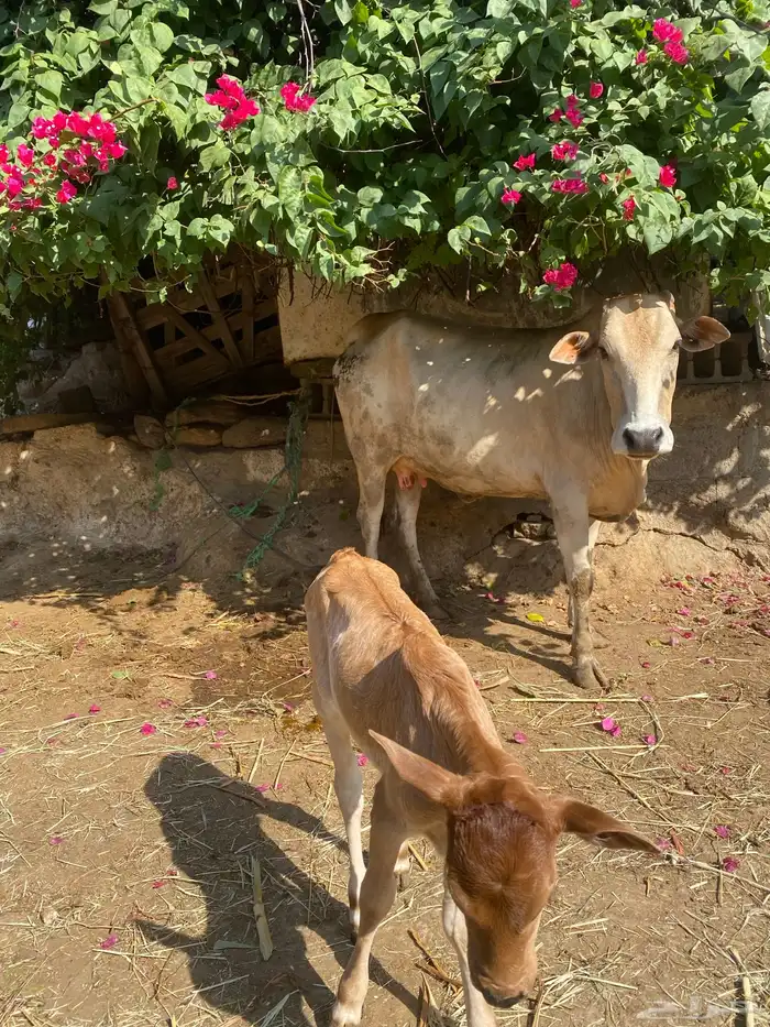 بقره للبيع 2