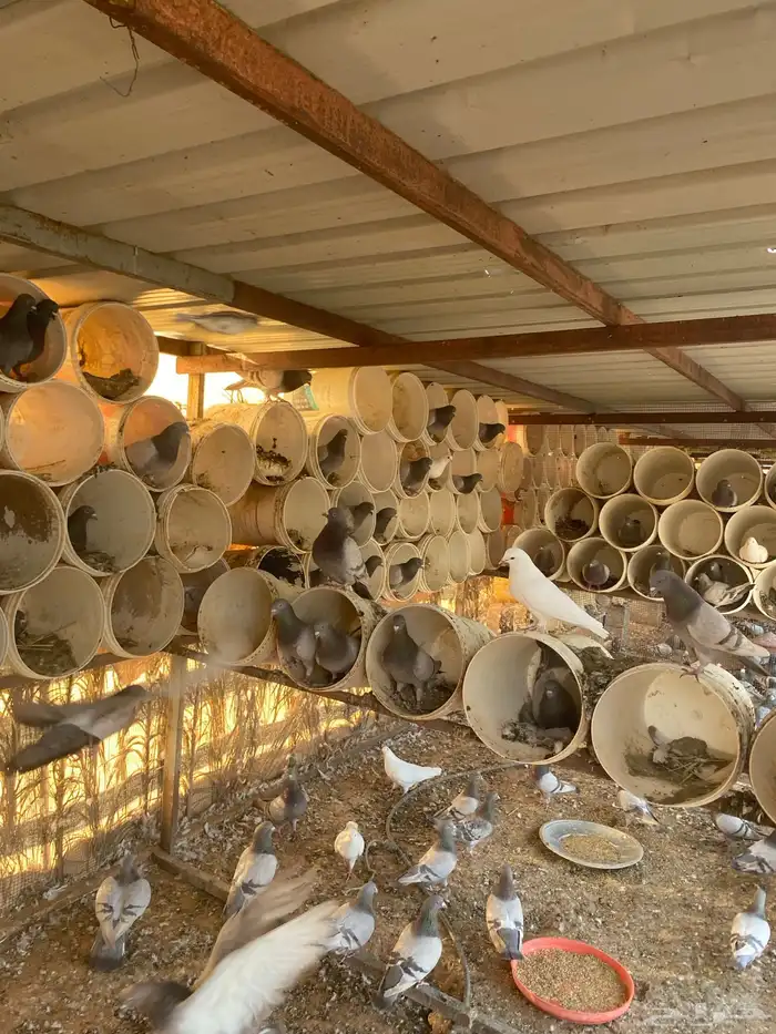 مشروع حمام منتج 5