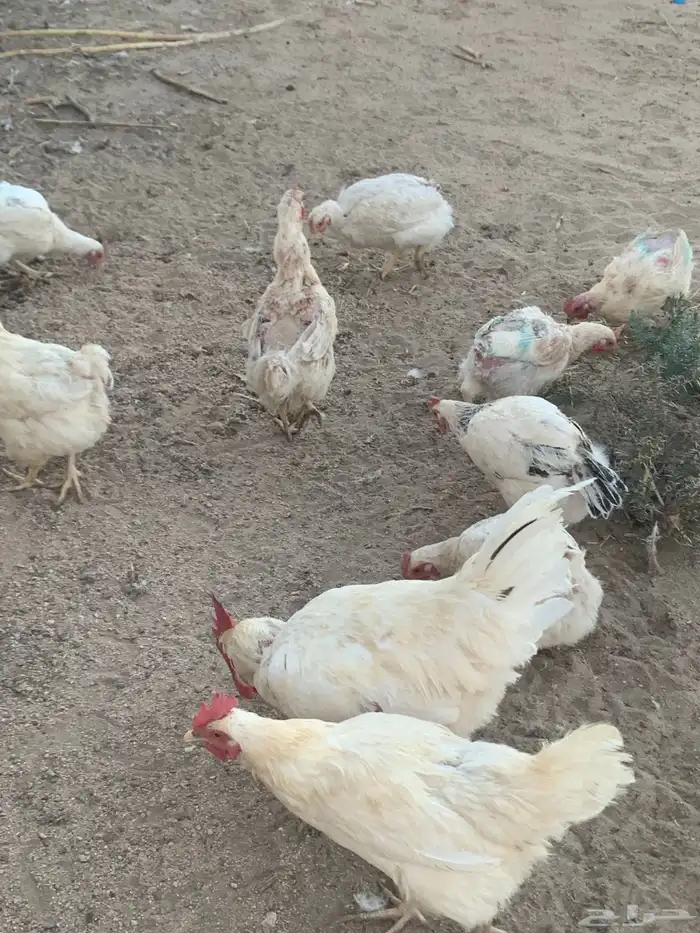 دجاج لوهمان مستوى 8