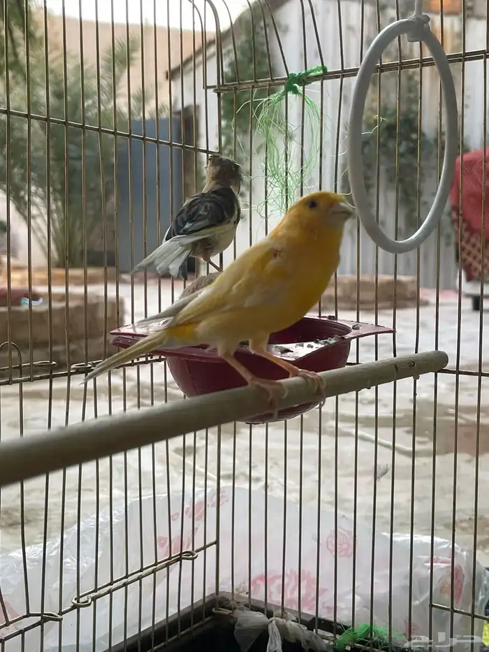 كناري سوري 5