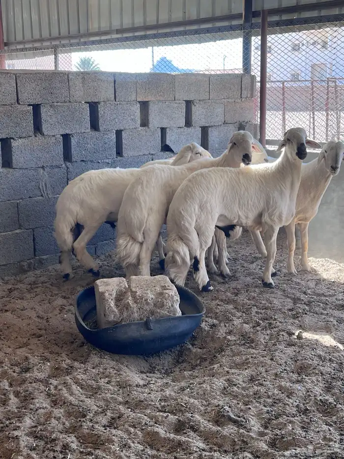 للبيع طليان جبره 1