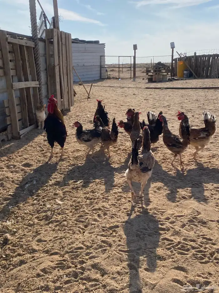 دجاج بلدي للبيع 15