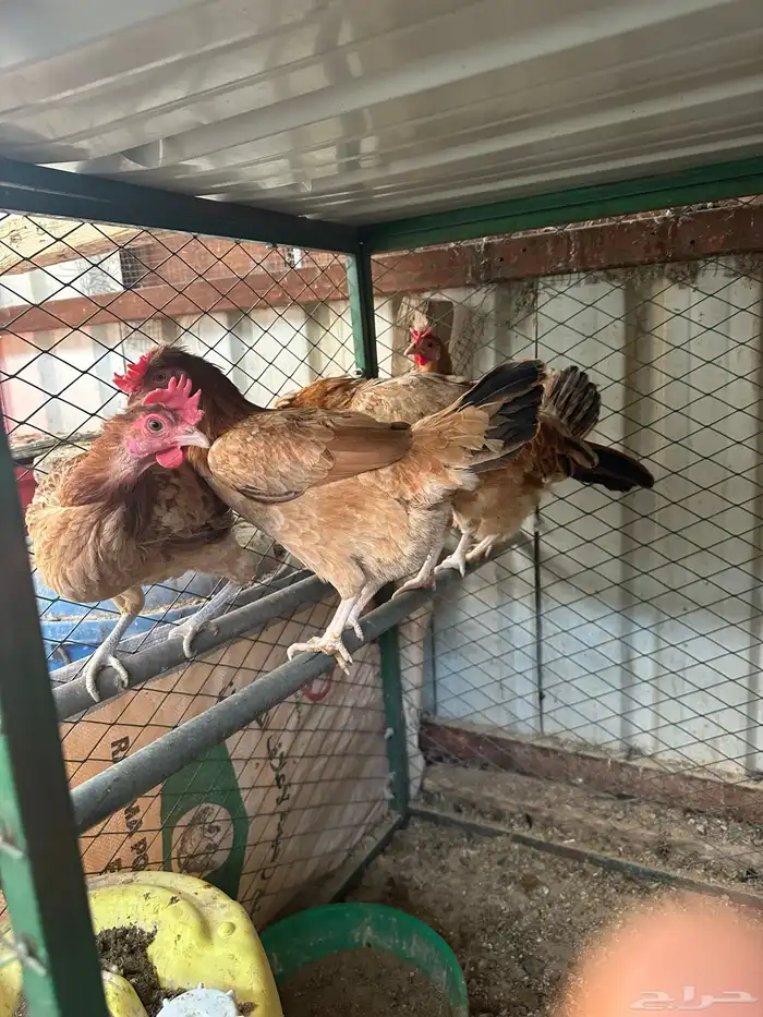 دجاج بلدي للبيع 0