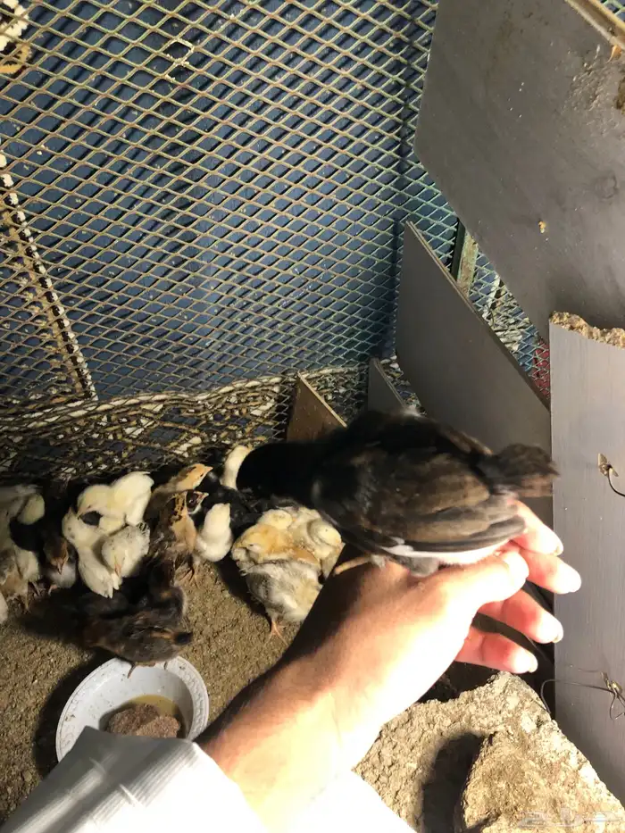 صيصان بلدي 0