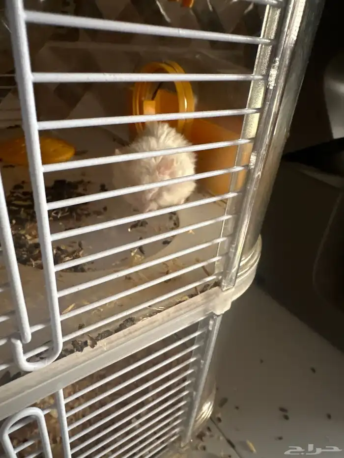 12 هامستر روسي البيع جمله 2