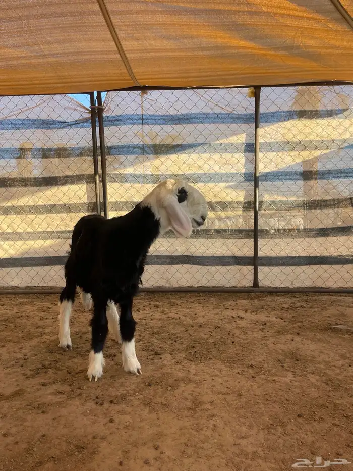 مشاريع فحول نجد 13