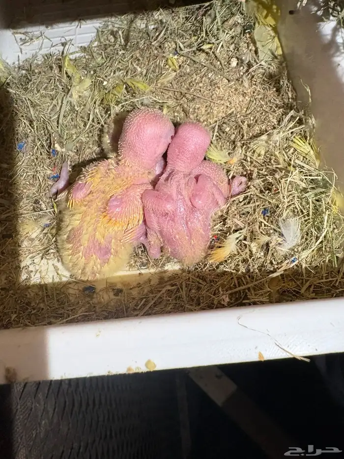 روز رد اوبلاين اورنج منتج 9