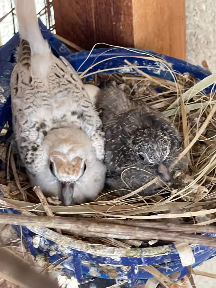 حمام يمام ماسي ملكي 46