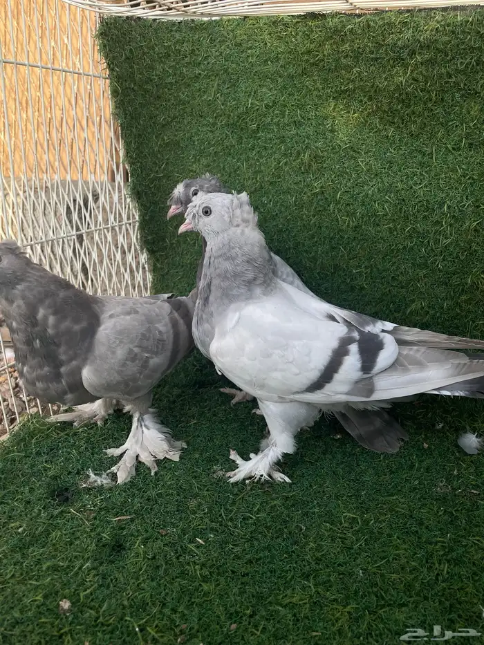 حمام تركي اخوان بعض طحاينه و صخريه 4