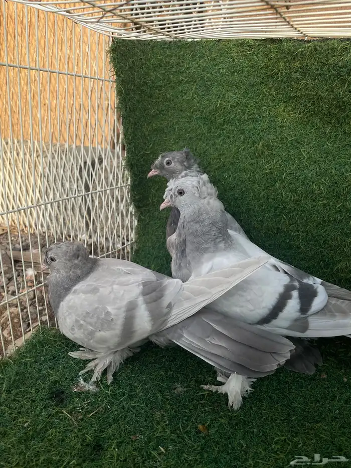 حمام تركي اخوان بعض طحاينه و صخريه 0