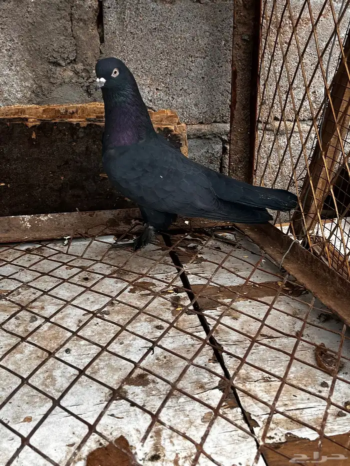 حمام تركي اسود لمعه 9