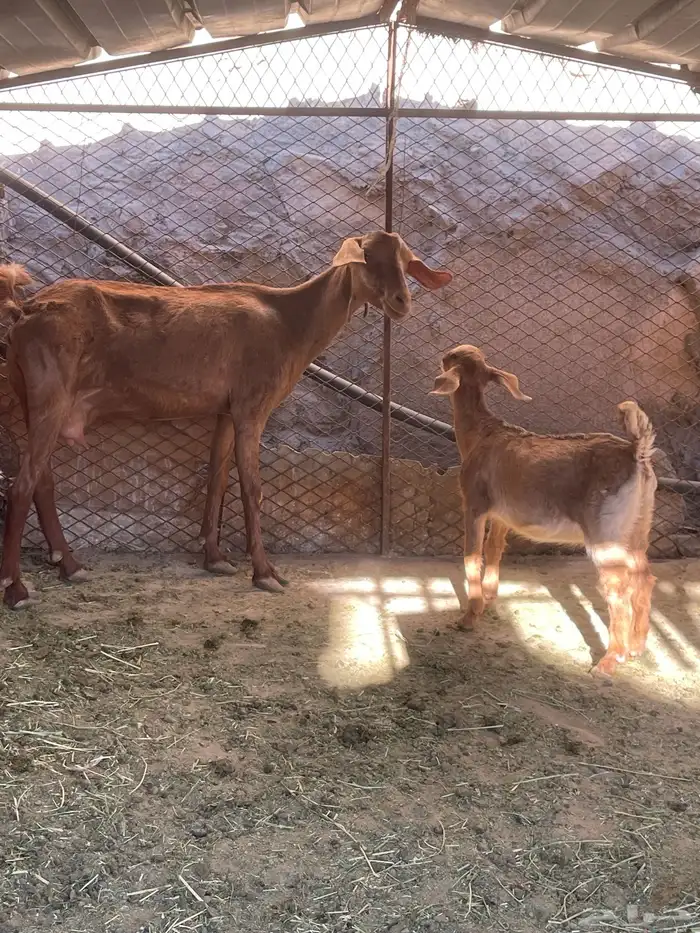 عنز عليها عناق 1