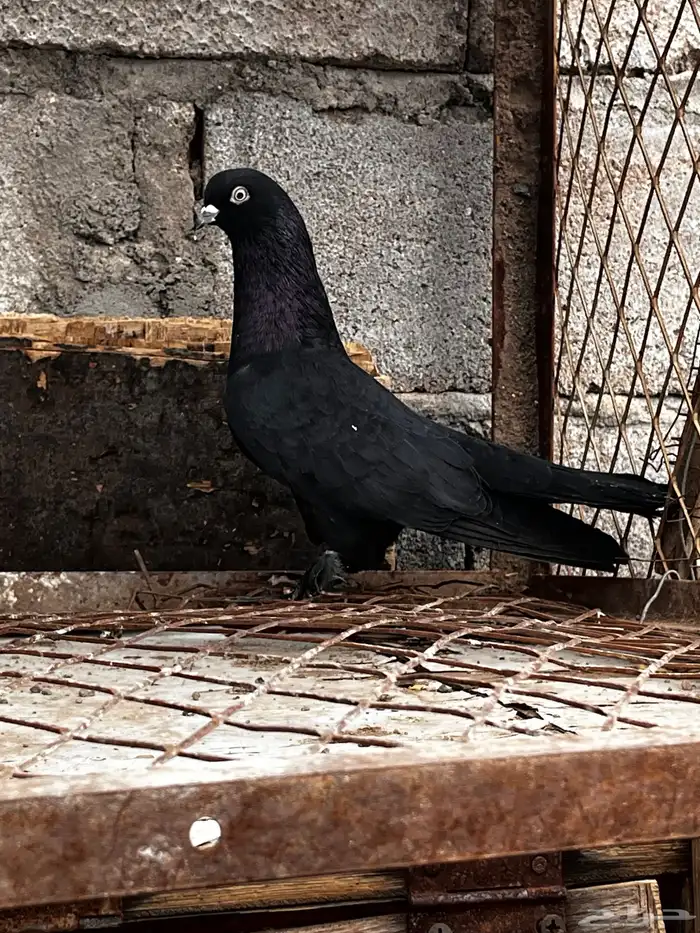 حمام تركي اسود لمعه 12