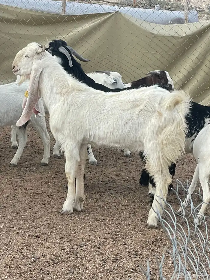 عشيرة شمال الطايف 2