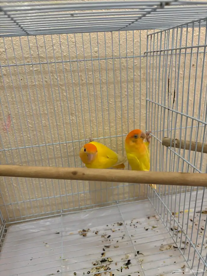 روز رد اوبلاين اورنج منتج 6