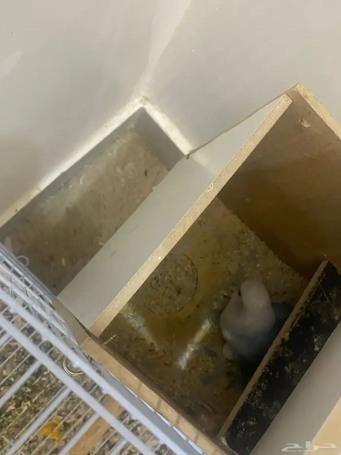 زوج روز منتج 0