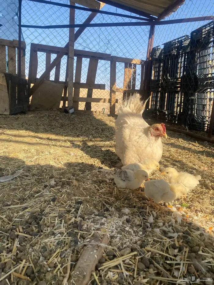 للبيع عليه 4فروخ بلدي 3